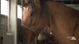 Escaped wild horse reunited with owner