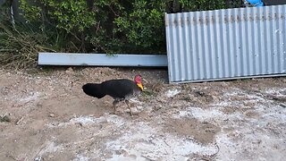 Brush Turkey