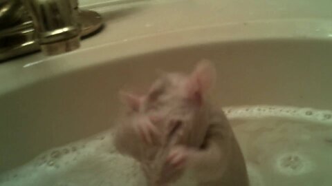 Rat Takes A Bath!