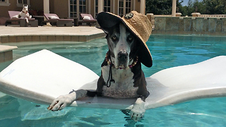 Max and Katie the Great Danes lounge by the pool
