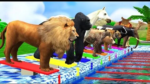 Zoo Animals Swimming Race Fun Play Video