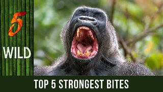 Top 5 Predators With The Most Powerful Bite | #5WILD