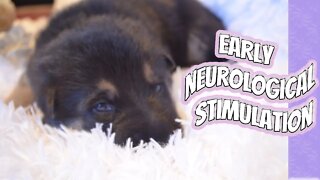 WANT A SMARTER PUPPY?! WATCH THIS! Early Neurological Stimulation