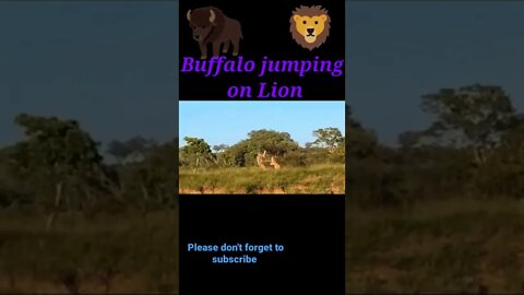 Buffalo jumping on lion 🦁#shorts #youtubeshorts #shortsfeed