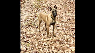 Belgian Malinois dog tracks brother over hill.
