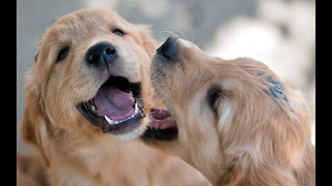 You will laugh all day with these funny and Cute Golden Retriever dogs Moments Compilation