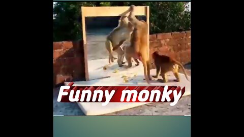 Funny monky ,funny monkey and mirror