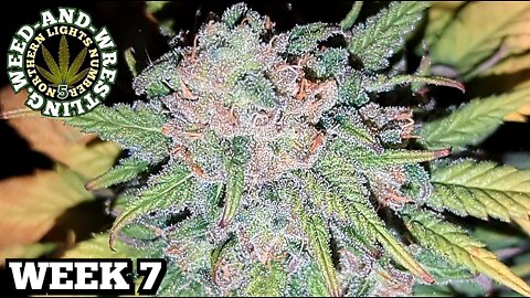 "Week-7 Flowering Cannabis" Cloudy Trichomes & Dense Frosty Marijuana Buds. NL5. Weed And Wrestling