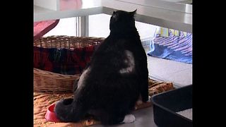 41-Pound Cat