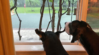 Great Danes Watch Torrential Florida Rain From Open Window & Catch Rain Drops