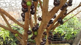 frutíferas produzindo em vaso calabura pinha jabuticaba branca olho de boi híbrida Sabará variegata.