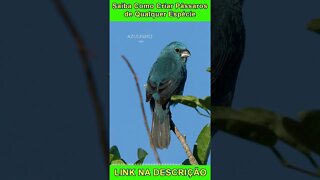 AZULINHO Cantando [Cyanoloxia Glaucocaerulea] #shorts