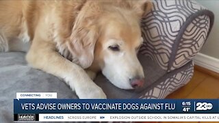 Veterinarians warn about dog flu
