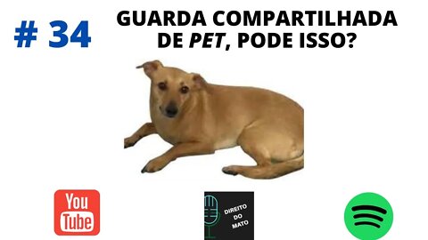 #34 GUARDA COMPARTILHADA DE PET, PODE ISSO?