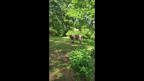 Bull is upset at a bull in a neighboring pasture.