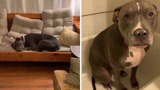 Obedient Pit Bull Reluctantly Gets In Shower For Bath Time
