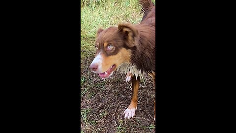 A BIG Aussie Wiggle!