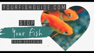 Stop YOUR Fish From Breeding ~ Some Excellent Tip You Can't Miss