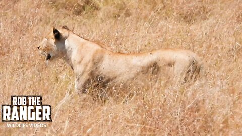 Lioness Stalks A Warthog | Maasai Mara Safari | Zebra Plains
