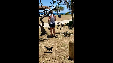 Chickens at the park in Hawaii