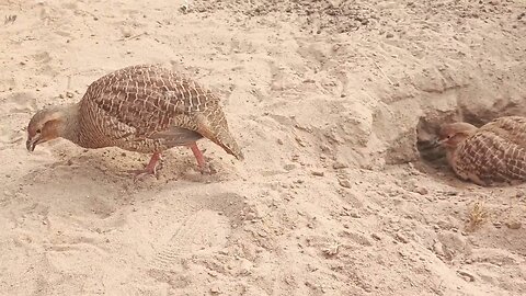 the grey francolin is a priceless bird, partridge beautiful birds