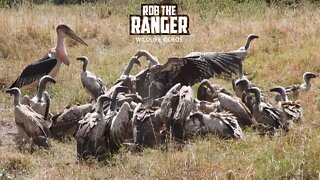 Vultures Eat A Gnu Next To The Road | Maasai Mara Safari | Zebra Plains