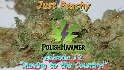 Just Peachy Ep.12 "Moving to the Country!" #BudReview #HarvestResults #SouthBayGenetics #420 🍑🍍🔨