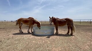 Long overdue update on the two Belgian Draft Horses that were rescued after we said goodbye to Lucky