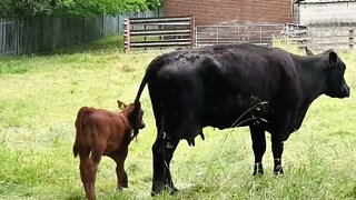 Calf takes a drink from its mother