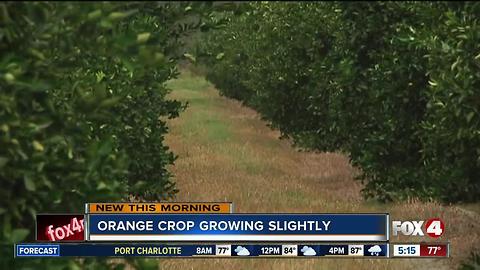 Fla. orange crop estimate increases slightly in June