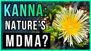 Natural Cure For Anxiety + Depression? Try Kanna! | Wellness + Wisdom