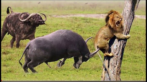 Buffalo vs Lion Fighting