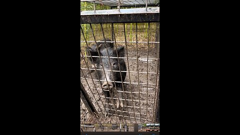 Trapping wild hogs in the trash dump!