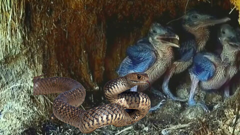 The mother bird feeds her young with a long snake