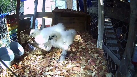 Silkie chicks doing Silkie stuff