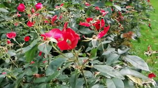 Slow-motion in a beautiful red Rose garden