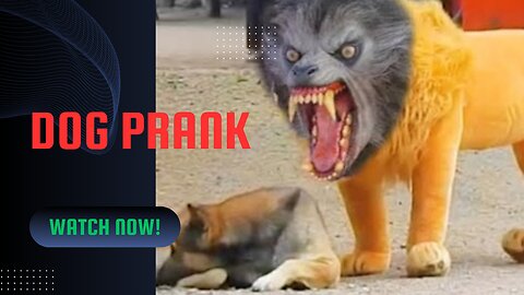 Dog Frank /funny video //fake lion .