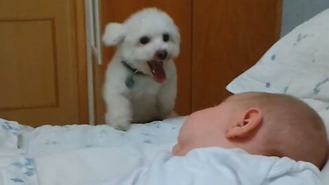 Bouncing Puppy Loves Baby