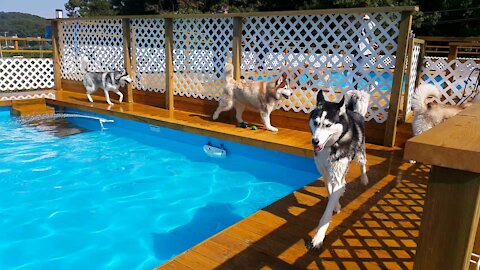 Husky friends who swim and have fun. Puchitan