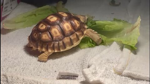 Don’t touch my food | Keyaan Pet Turtle Eating