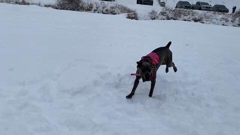 Cane Corso fun in Las Vegas