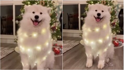 The dog celebrates his own way and dances his ear for Christmas