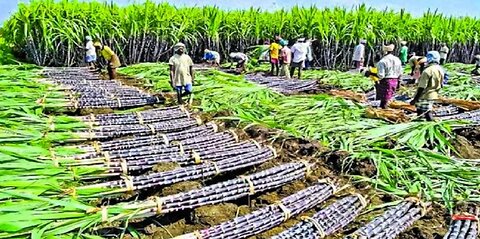 Growing and Harvesting Billions Tons of Sugarcane to make Sugar _Sugar Processing Line in Factory