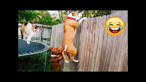 Funny Animals 2024 😂 Cute Cat And Dog Funny Videos 😸 Part 115