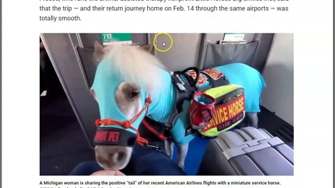 Horse On Planes - We Have Really Gone Full Crazy