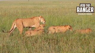 Lion Pride On The Move | Maasai Mara Safari | Zebra Plains