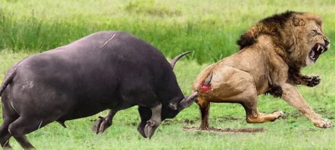 Wild Animal Fight: Buffalo Destroyed Lion To Save Teammate || Epic Battle Buffalo VS Lion .