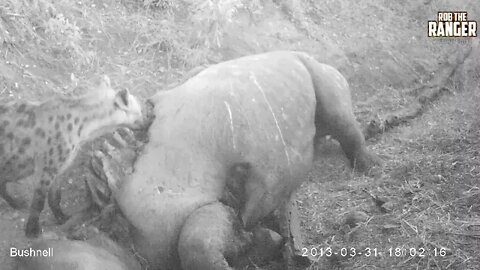Trails Cam Footage Shows Hyenas And Vultures At Work