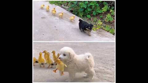 Puppy preparing chickens for battle😁😁😁funny viral videos