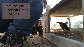 Moving the Cornish Cross into a bigger coop